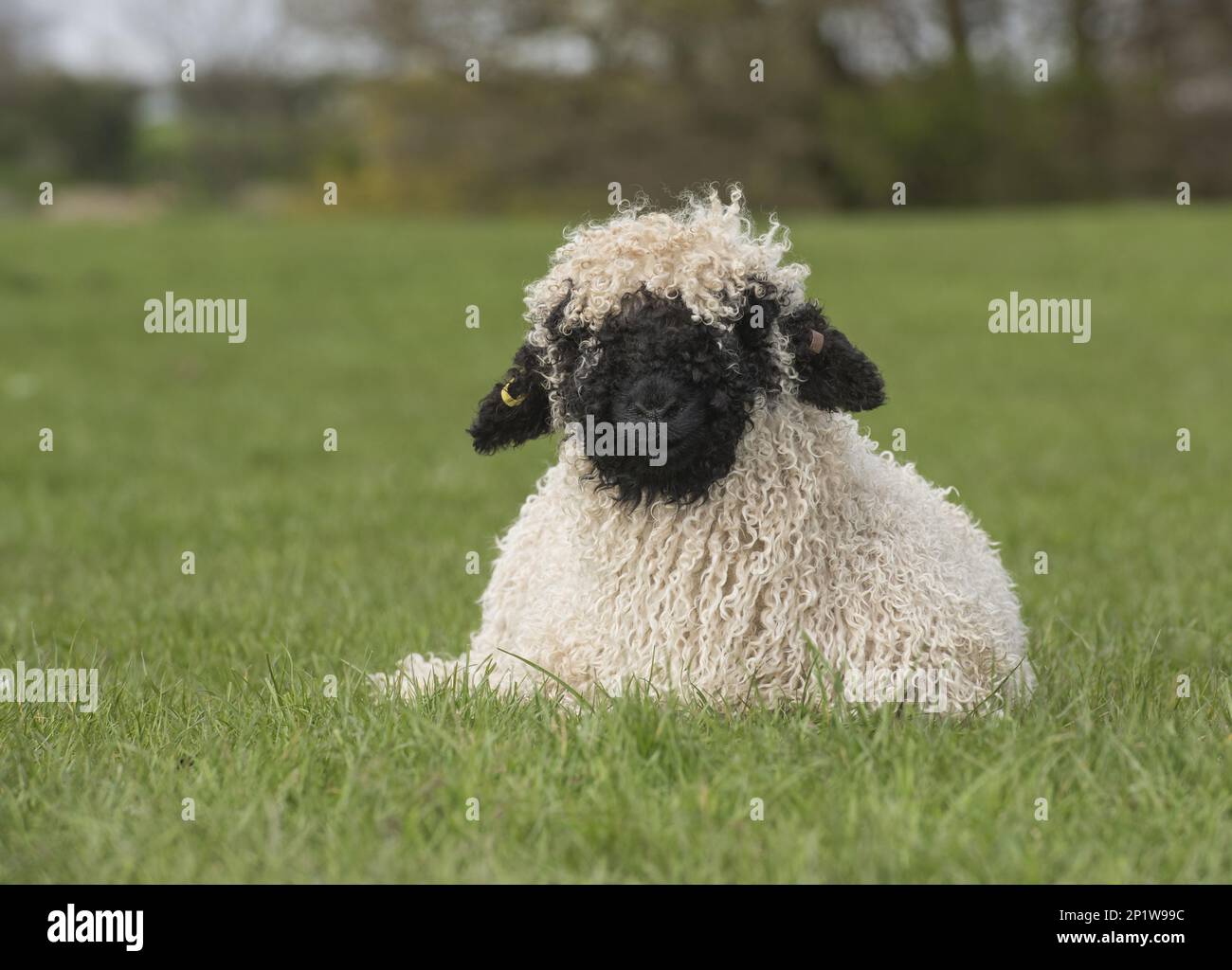 Valais Blacknose Sheep, purebred, domestic, ungulates, livestock, cloven-hoofed, mammals, animals, domestic sheep, Domestic Sheep, Blacknose Sheep Stock Photo
