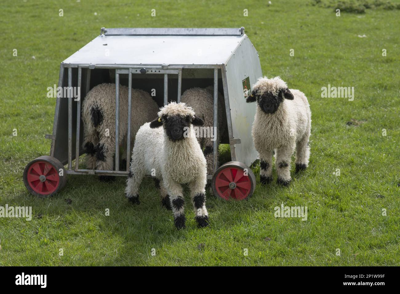 Valais Blacknose Sheep, purebred, domestic animals, ungulates, livestock, cloven-hoofed, mammals, animals, domestic sheep, Domestic Sheep, Blacknose Stock Photo
