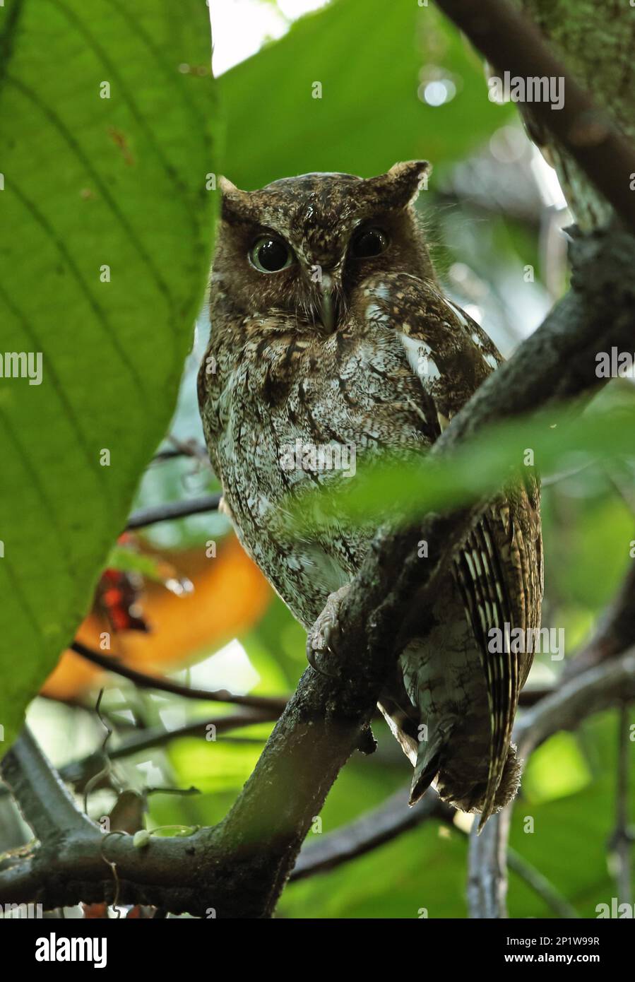 Adult Guatemalan screech owl (Megascops guatemalae guatemalae), sitting on a branch wet after rainfall, Pico Bonito, Honduras Stock Photo
