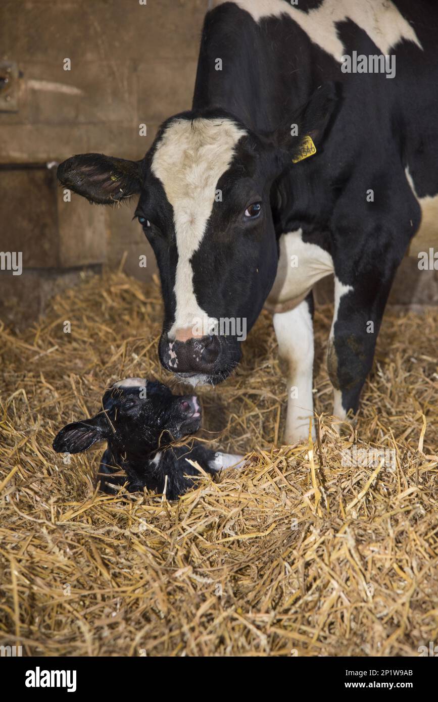 Domestic cow, dairy cow with newborn heifer calf, still wet, resting on