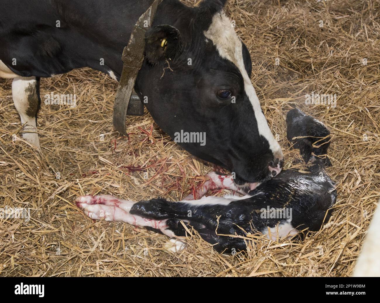 https://c8.alamy.com/comp/2P1W9BM/domestic-cow-dairy-cow-licking-newborn-heifer-calf-still-wet-resting-on-straw-bedding-in-barn-shropshire-england-united-kingdom-2P1W9BM.jpg