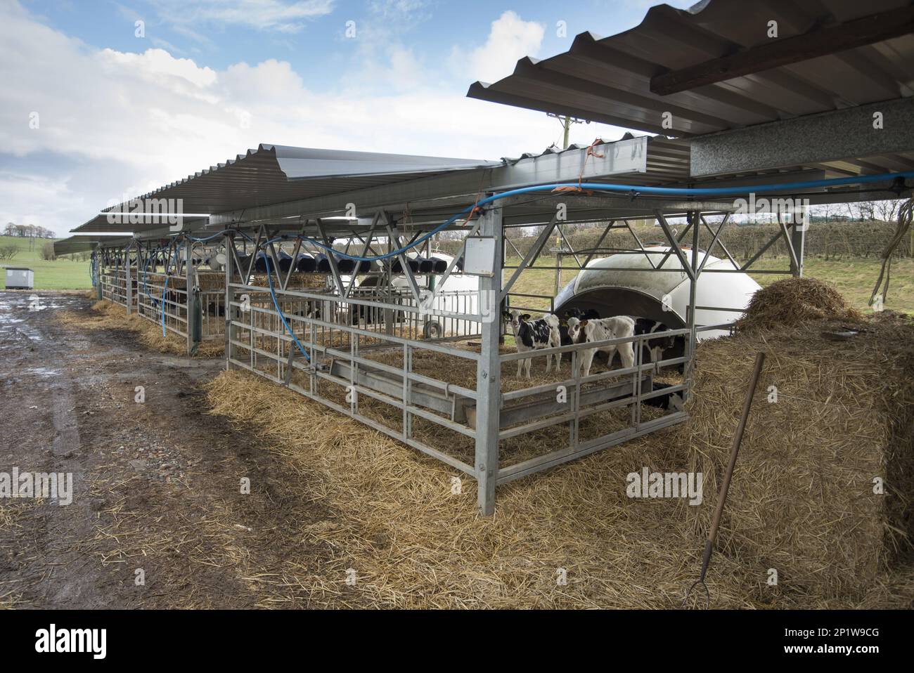 Domestic cattle, dairy calves, in open straw barns with igloos