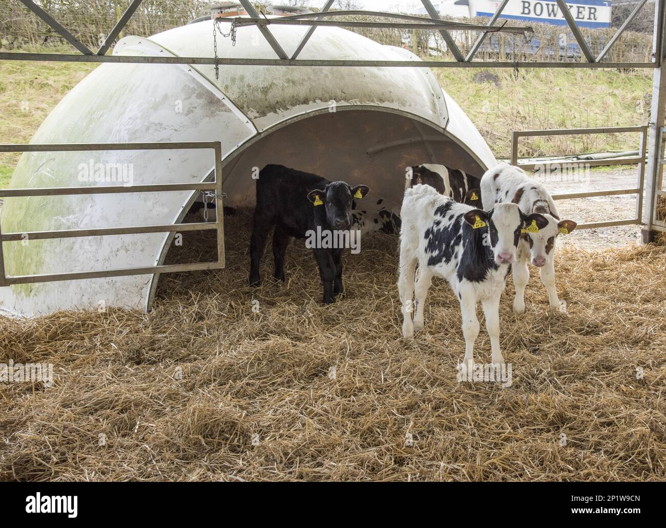 Domestic cattle, dairy calves, in open straw barns with igloos, Lancashire, England, United