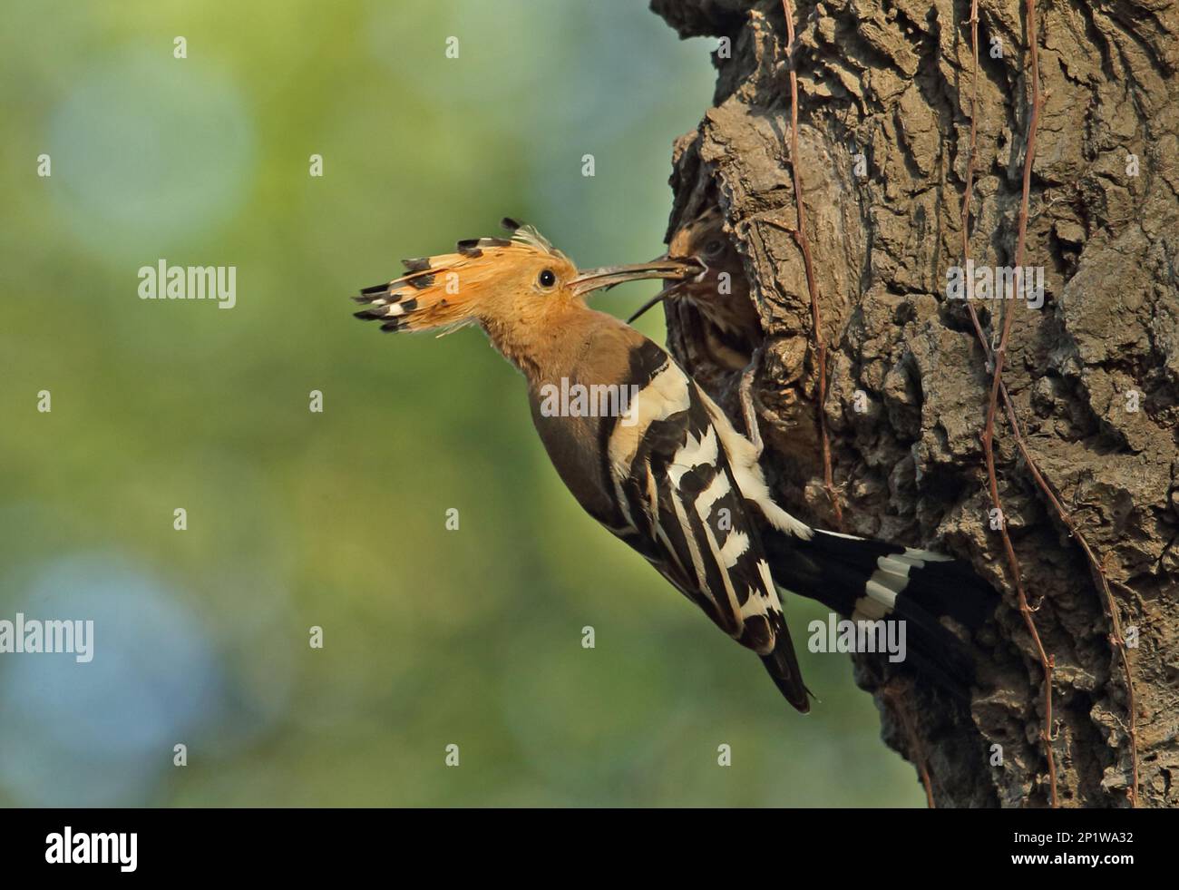 Hoopoe Sound Eurasian Hoopoe Tree – Eurasian Hoopoe Animal – MGNAR