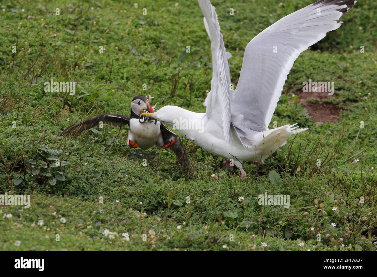 European european herring gull (Larus argentatus), adult summer plumage
