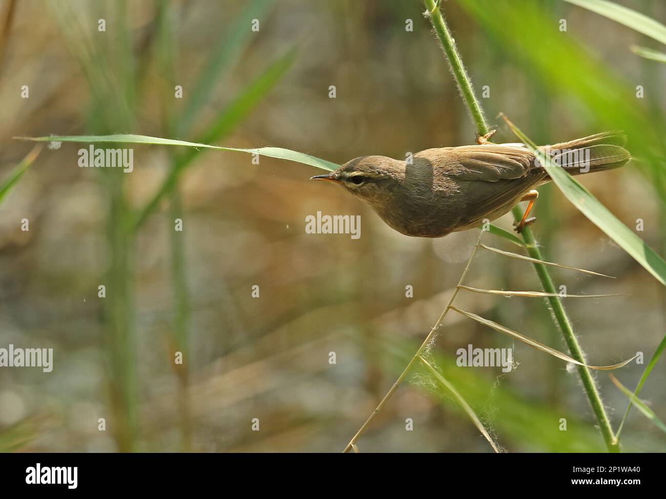 Dusky Warbler (Phylloscopus fuscatus fuscatus) adult, foraging on reed, Hebei, China Stock Photo