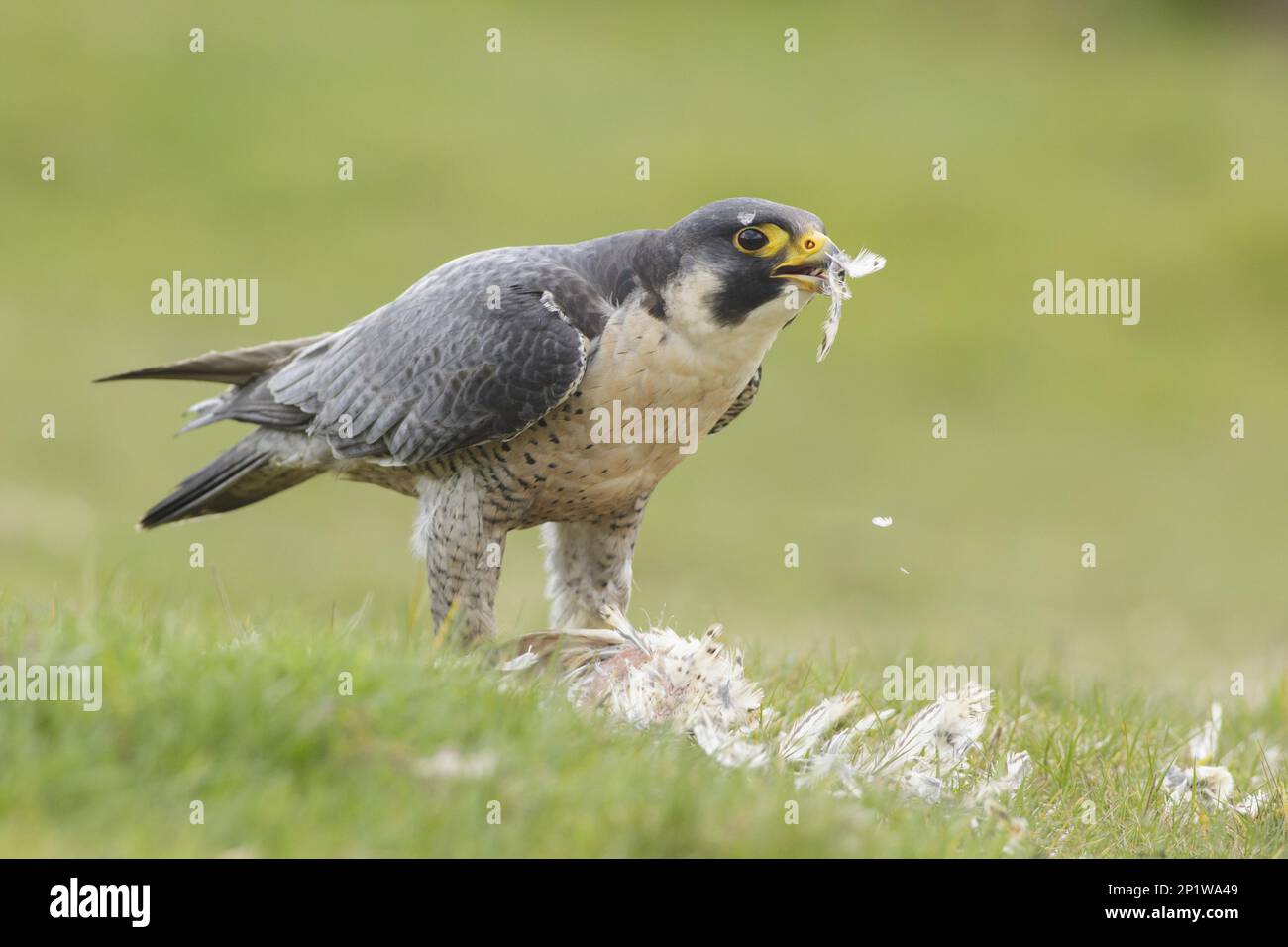 Peregrine falcon (Falco peregrinus) adult, eating quail, West Yorkshire