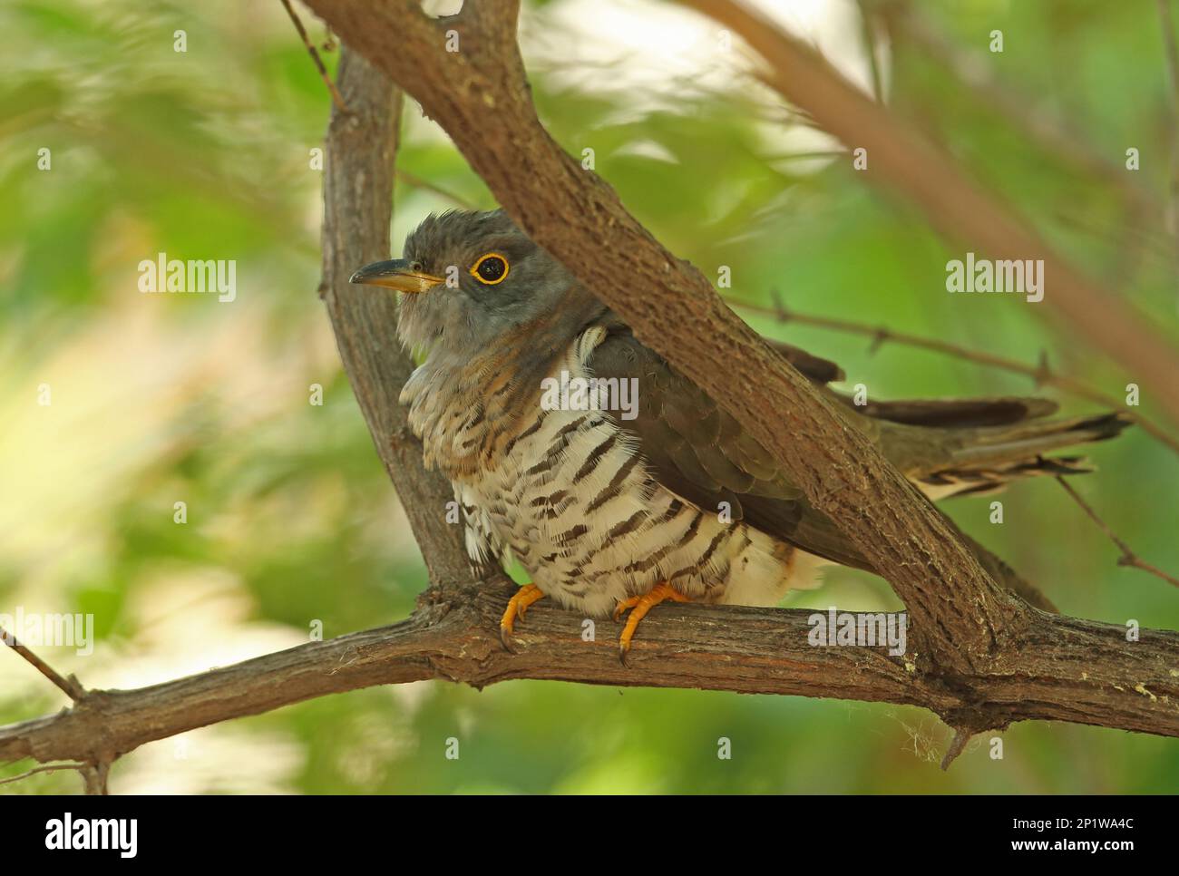 Indian Cuckoo (Cuculus micropterus micropterus) adult, perched on branch, Beidaihe, Hebei, China Stock Photo