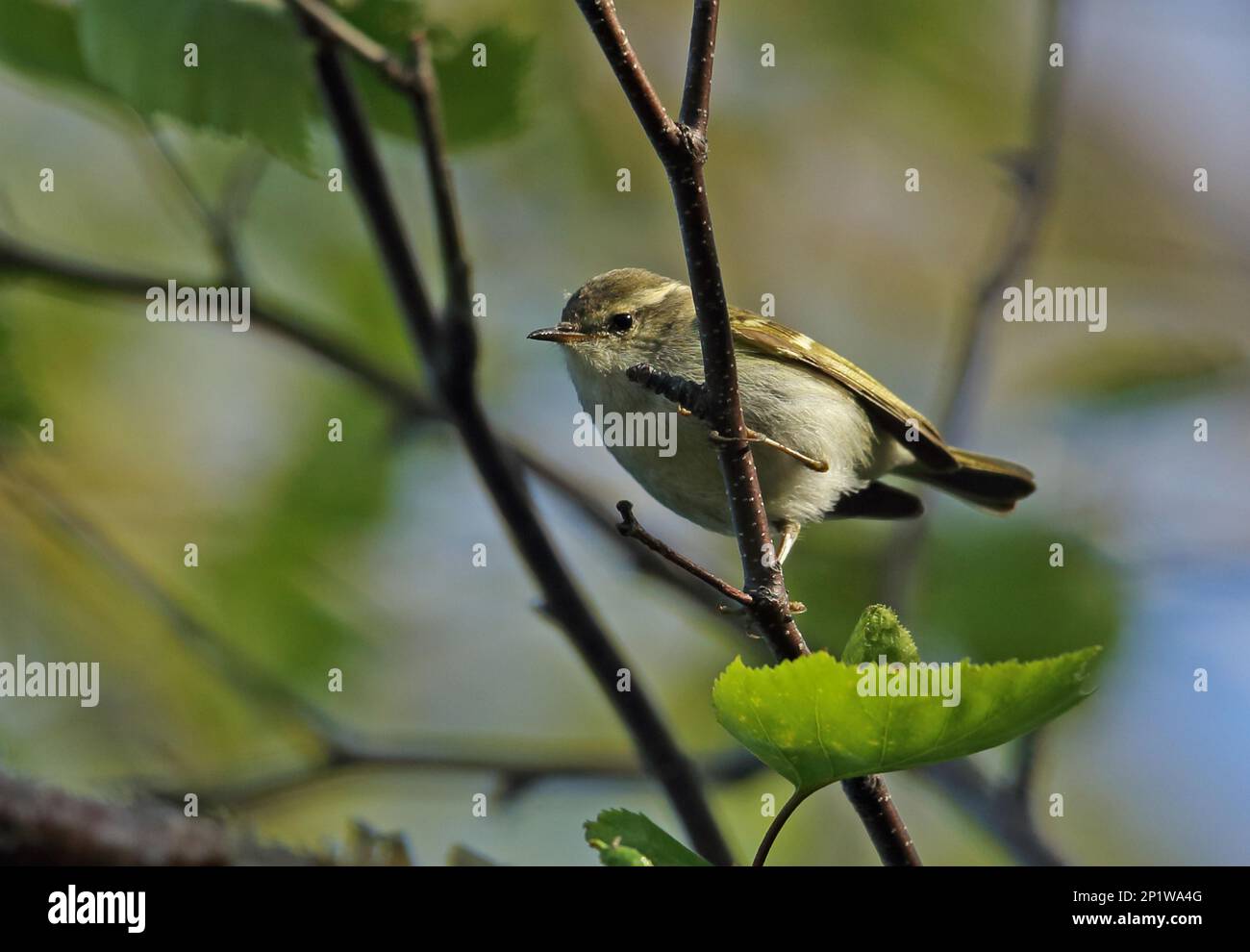 Hume's Leaf-warbler (Phylloscopus humei mandellii) adult, perched on twig, Old Peak, Hebei, China Stock Photo