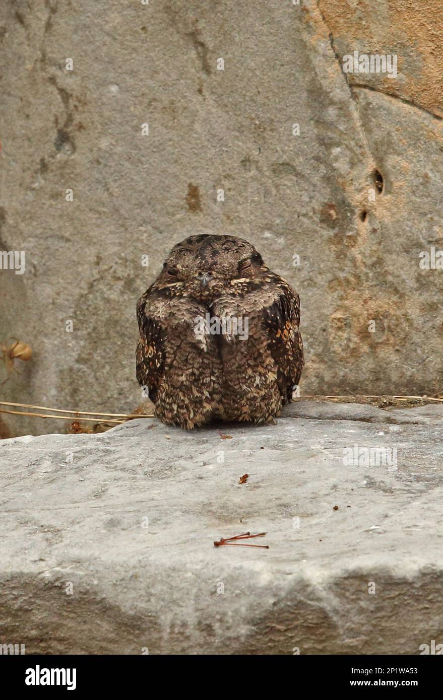 Grey Nightjar (Caprimulgus indicus) adult, roosting on rock, Beidaihe, Hebei, China Stock Photo