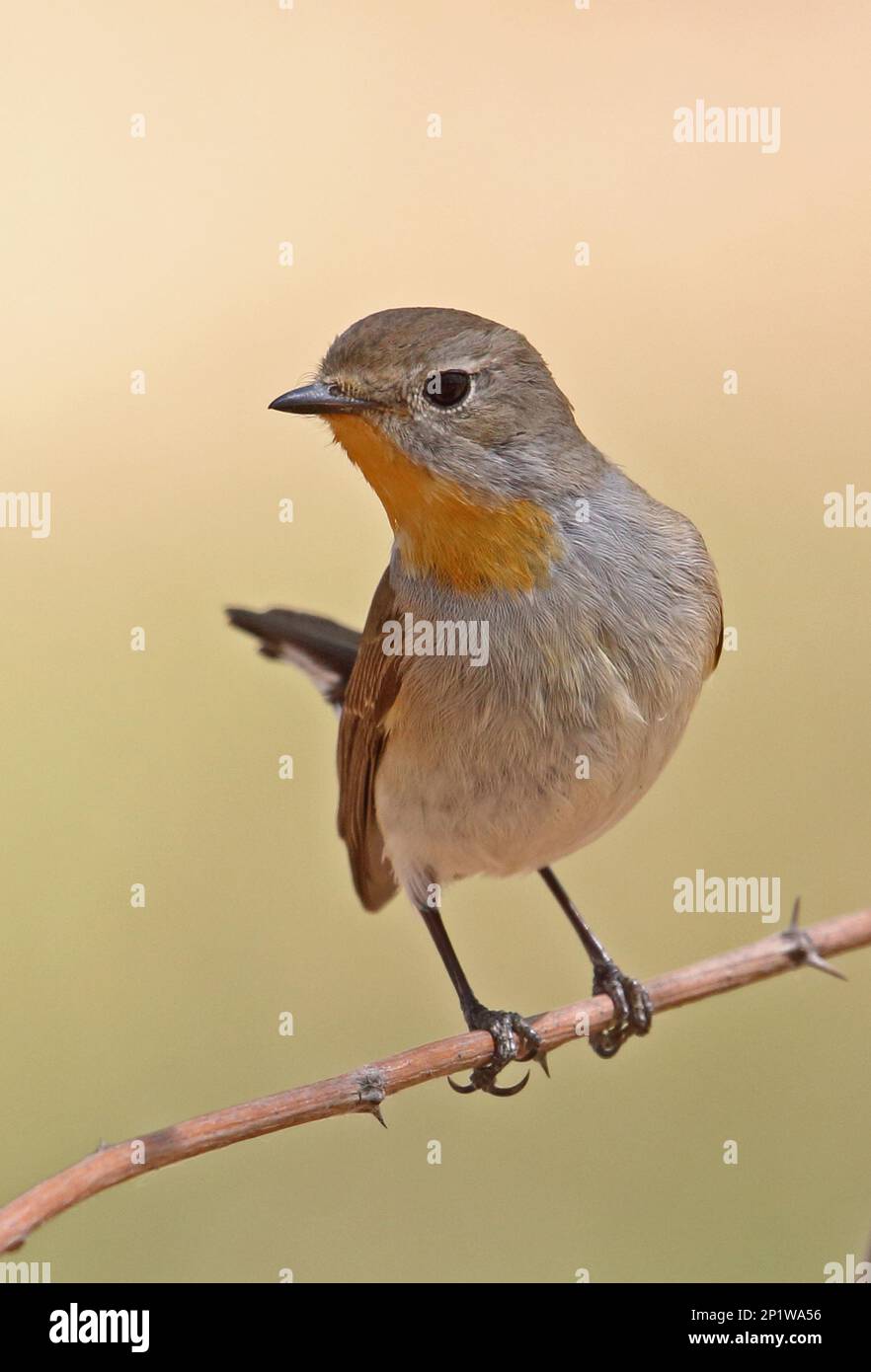 Taiga Flycatcher (Ficedula albicilla) adult male on a branchHebei, China May 2016 Stock Photo