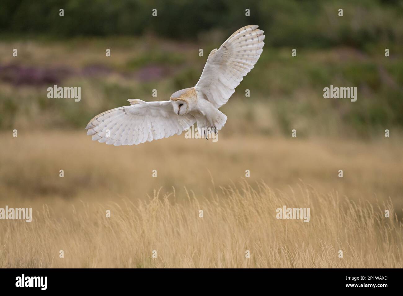 Common Barn Owl Tyto Alba Adult Flying Over Grassland Suffolk England August Controlled 4439