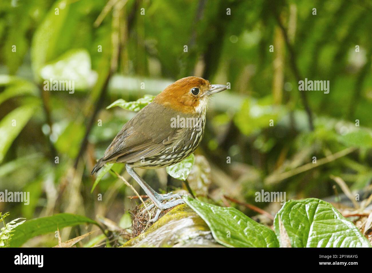 Staning Chestnut-crowned Antpitta (Grallaria ruficapilla) bird staning on ...
