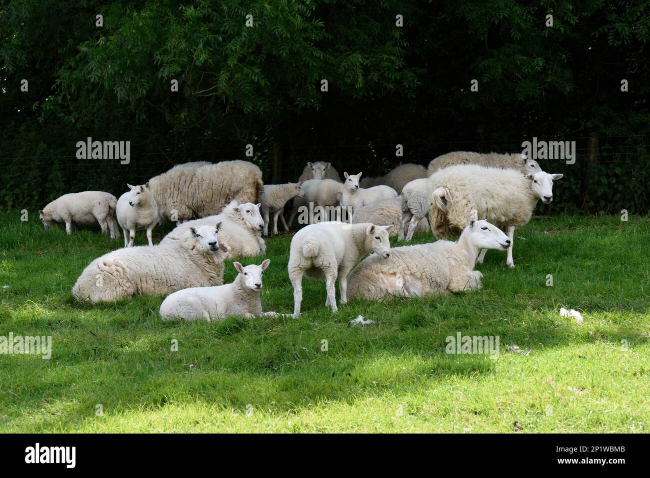 Domestic sheep, cheviot ewes with lambs in summer, sheltering in the ...