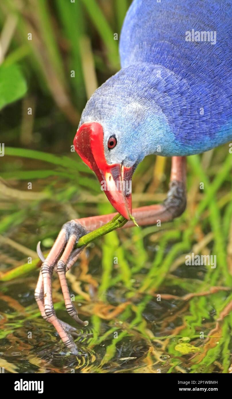 Grey-headed Crake, purple swamphen (Porphyrio porphyrio) feeding on the ...