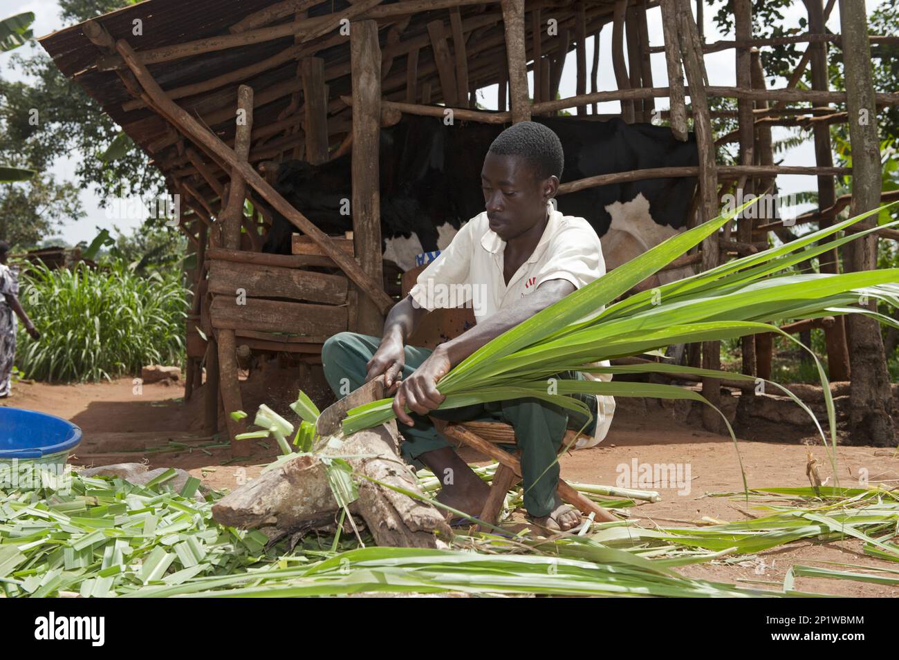 Man chopping elephant grass for dairy cow feed, Uganda Stock Photo Alamy