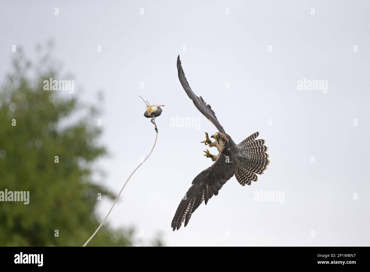 Lanner falcon (Falco biarmicus) adult, flying, catching bait during flight display, with anklets attached to legs, Suffolk Owl Sanctuary, Stonham Stock Photo