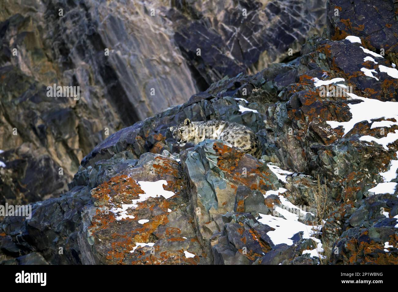 Snow leopard (Panthera uncia) adult, among rocks, Hemis N.P., Ladakh