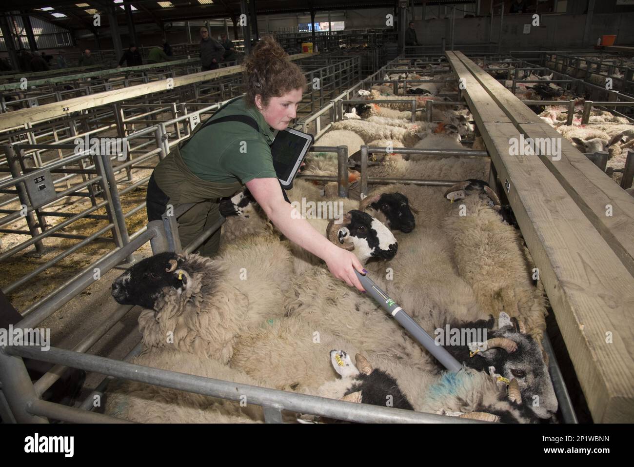 Worker scans electronic ear tags on horned ewes in stalls at a livestock auction, Brockholes Auction Mart, Preston, Lancashire, England, United Stock Photo