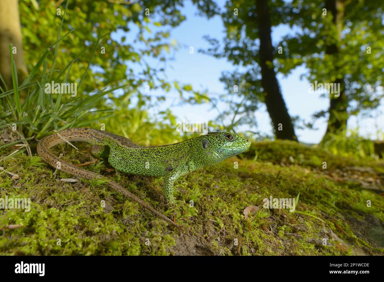 Sand lizards (Lacerta agilis), Other animals, Reptiles, Animals