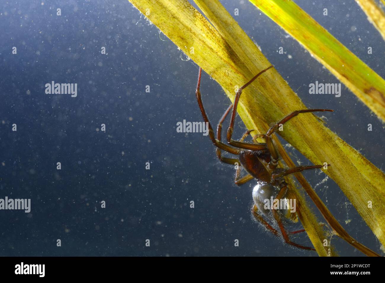 Water spider, Silver spider, diving bell spiders aquatica