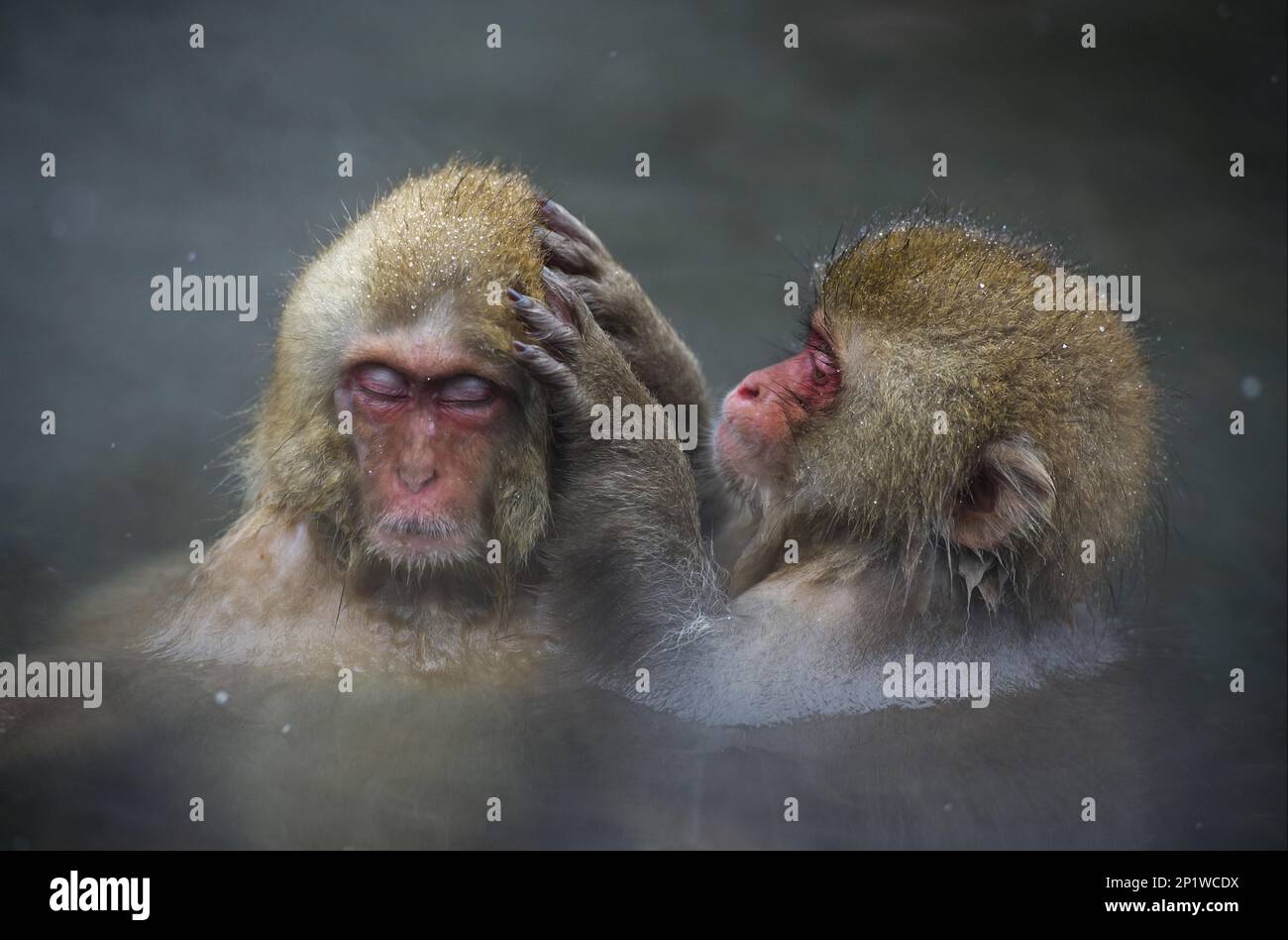 Redfaced macaque, Redfaced macaque, japanese macaque (Macaca fuscata