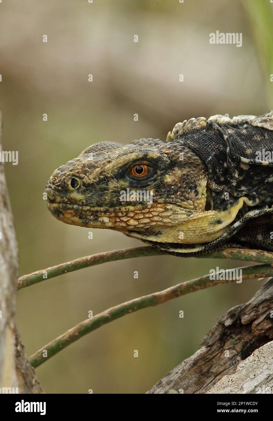 Adult black-chested spiny-tailed iguana (Ctenosaura melanosterna), close-up of head, Emerald Reserve of Honduras, Rio Aguan Valley, Honduras Stock Photo