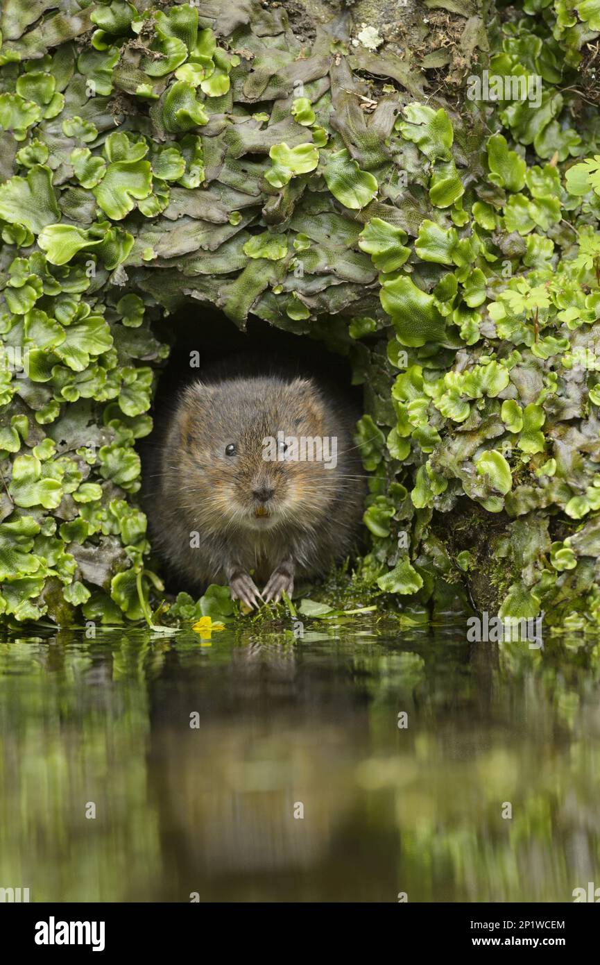 European water vole (Arvicola amphibius), Kent, Great Britain. In a
