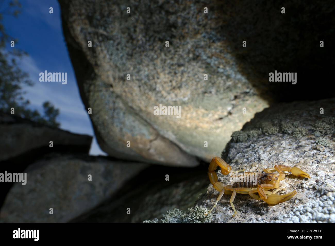 Common european scorpion (Buthus occitanus), Field scorpions, Other animals, Spiders, Arachnids, Animals, Scorpions, Common European Scorpion adult Stock Photo