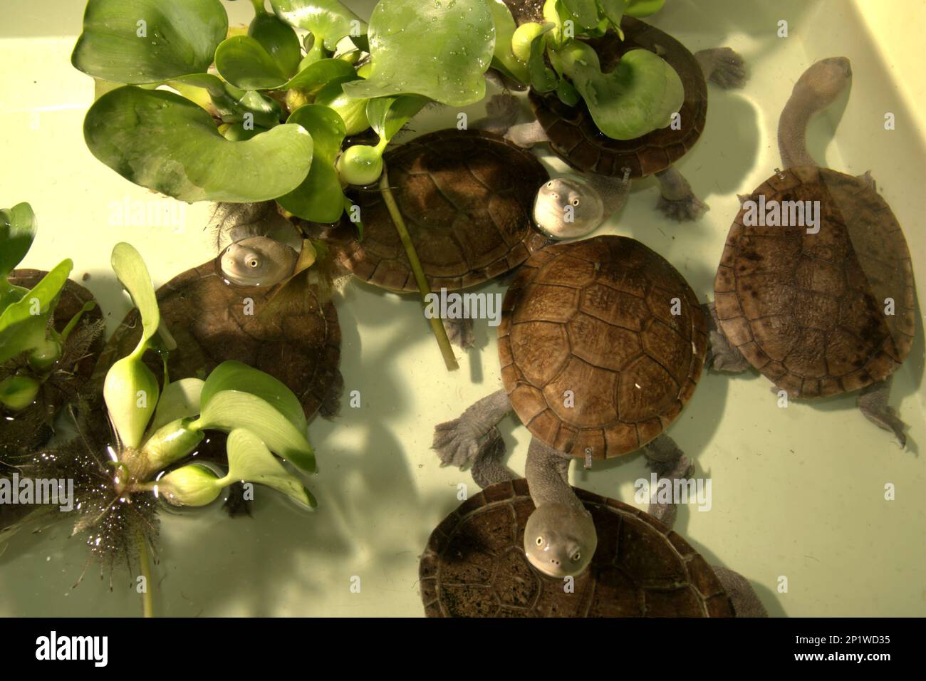 threats to freshwater turtles Turtle Island