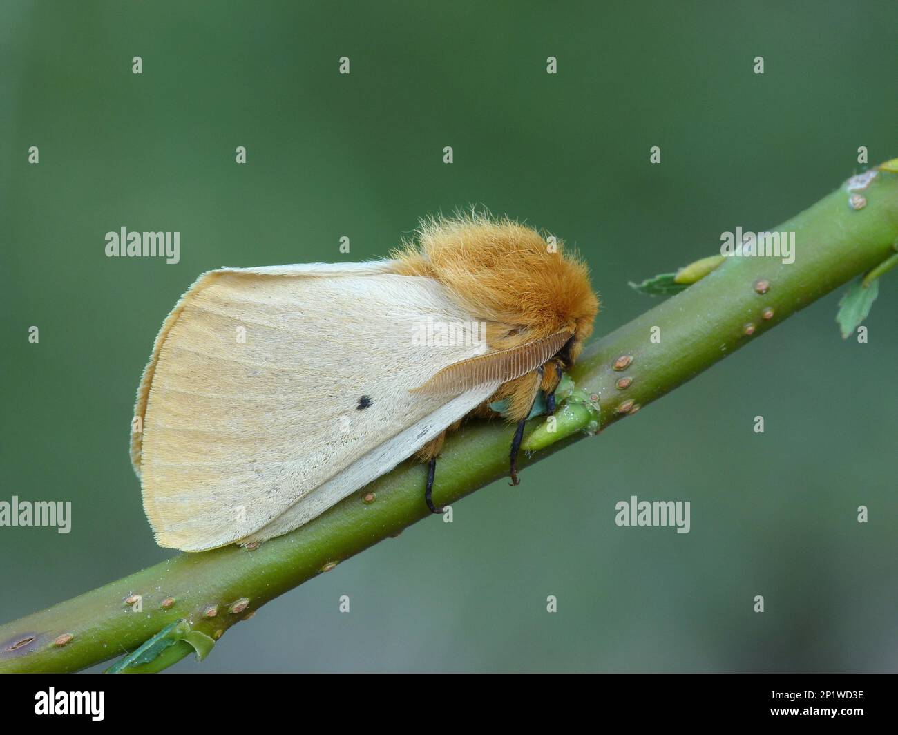 Autumn silkworm moth (Lemonia taraxaci), Yellow Meadow Moth, Yellow Meadow Moth, Bombycidae, Insects, Moths, Butterflies, Animals, Other Animals Stock Photo