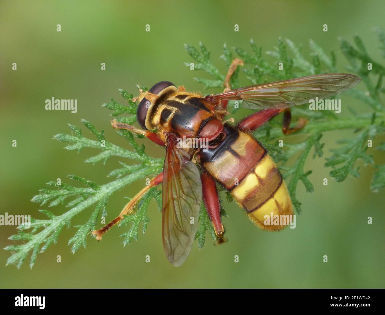 Hornet hoverfly (Milesia craboniformis) adult resting on grass, Cannobina Valley, Piedmont, Italian Alps, August 2015 Stock Photo