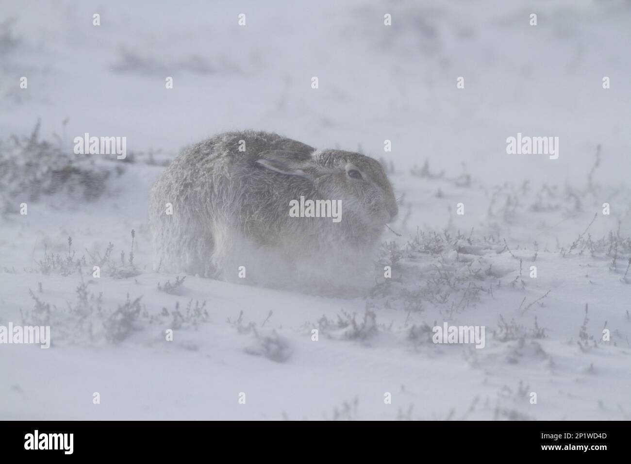 Mountain hare (Lepus timidus) Adult transitional coat, shelter in storm, Scotland, March 2015 Stock Photo