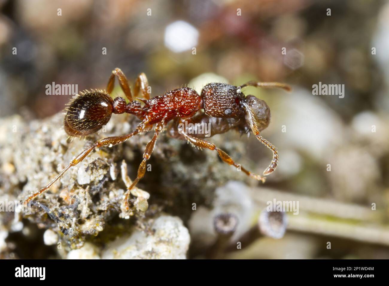 Knot ant, Knot ants, Other animals, Insects, Animals, Ants, Ant Myrmica sulcinodis adult worker carrying prey. Shropshire, England, Great Britain Stock Photo