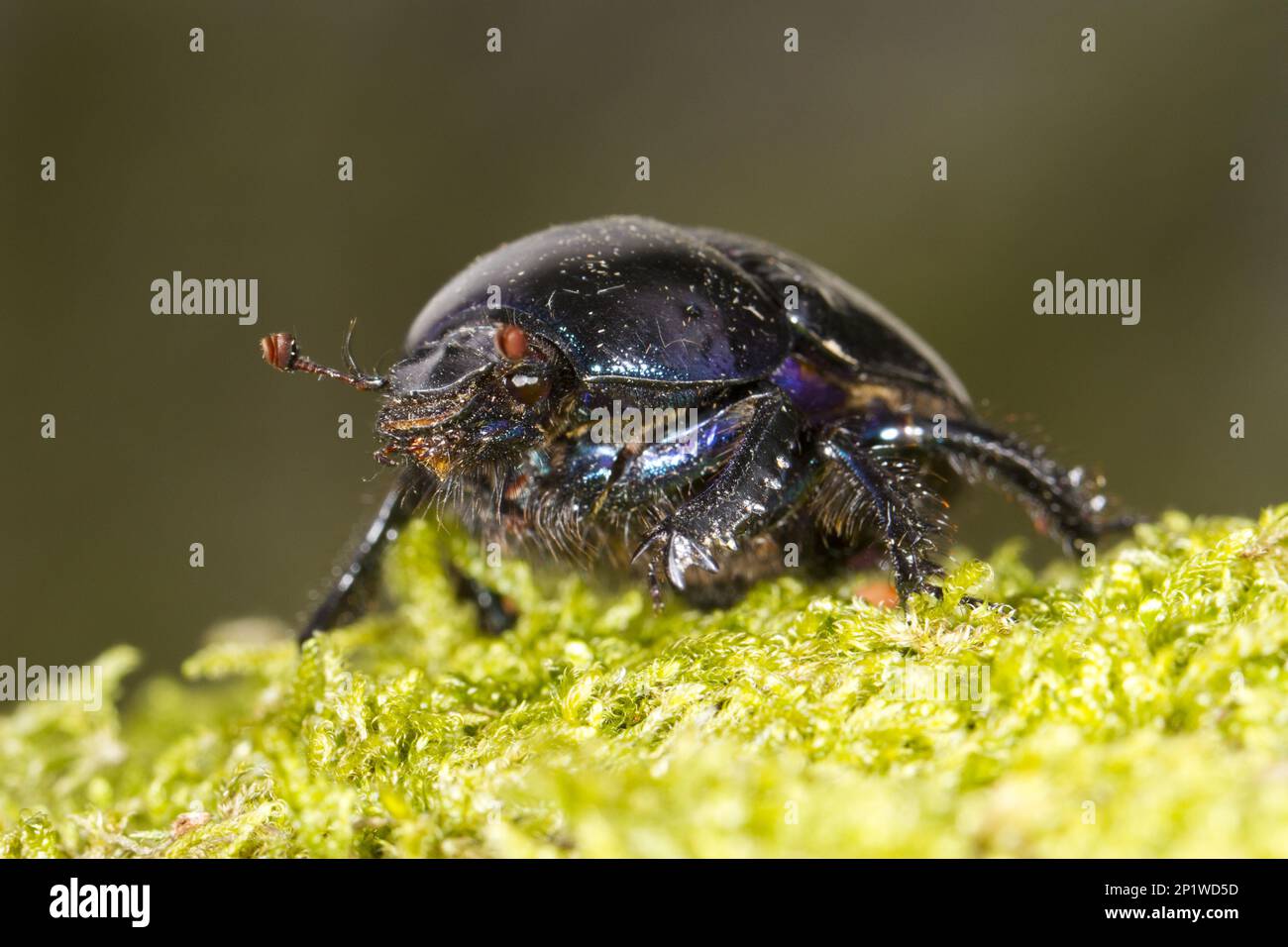 Common Dung Beetle (Geotrupes stercorarius), Horse Beetle, Common Dung Beetle, Other Animals, Insects, Beetles, Animals, Dor Beetle adult on moss. Stock Photo