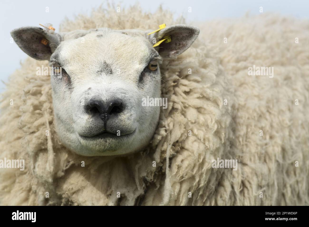 Beltex sheep, Beltex ewes, purebred, domestic animals, ungulates
