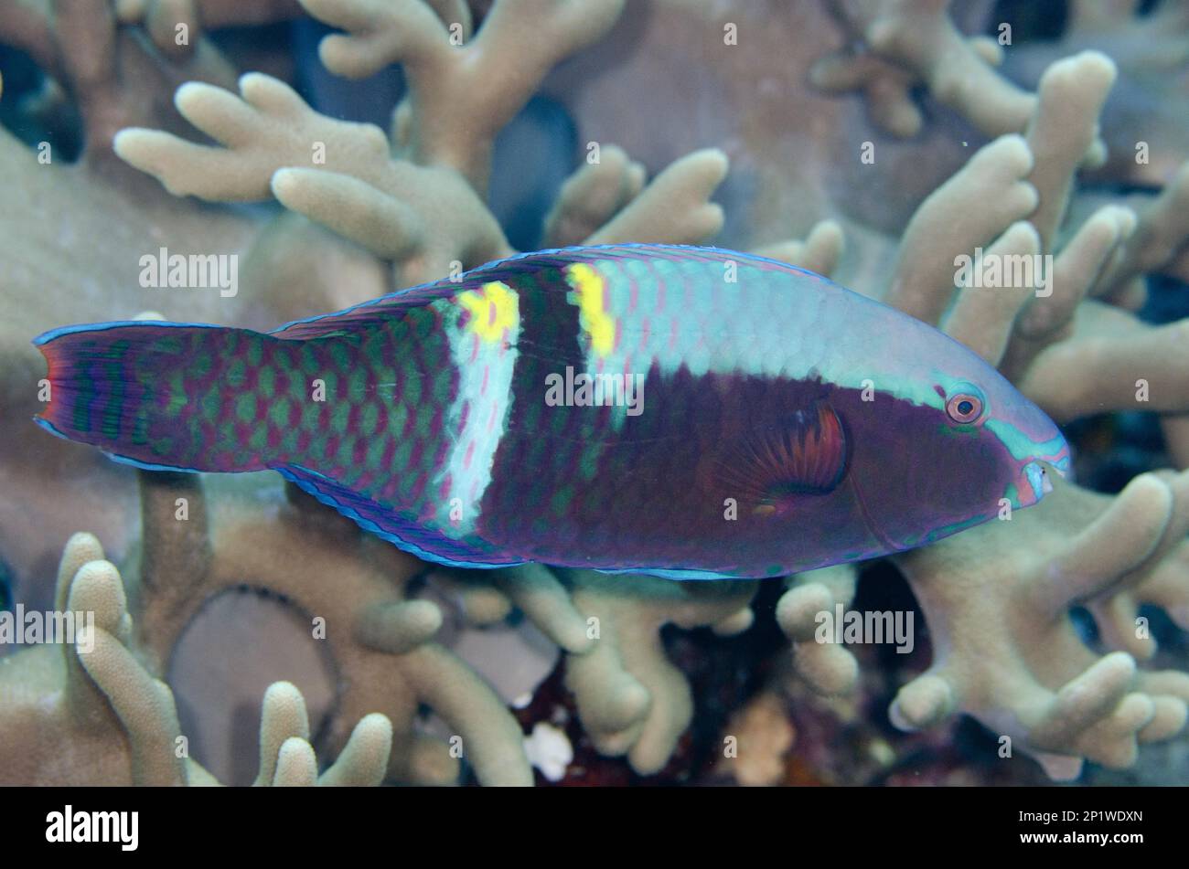 Parrotfish (Scaridae), Parrotfish, Parrotfish, yellowbar parrotfish (Scarus schlegeli), Other animals, Fish, Animals, Yellowbar Parrotfish Stock Photo