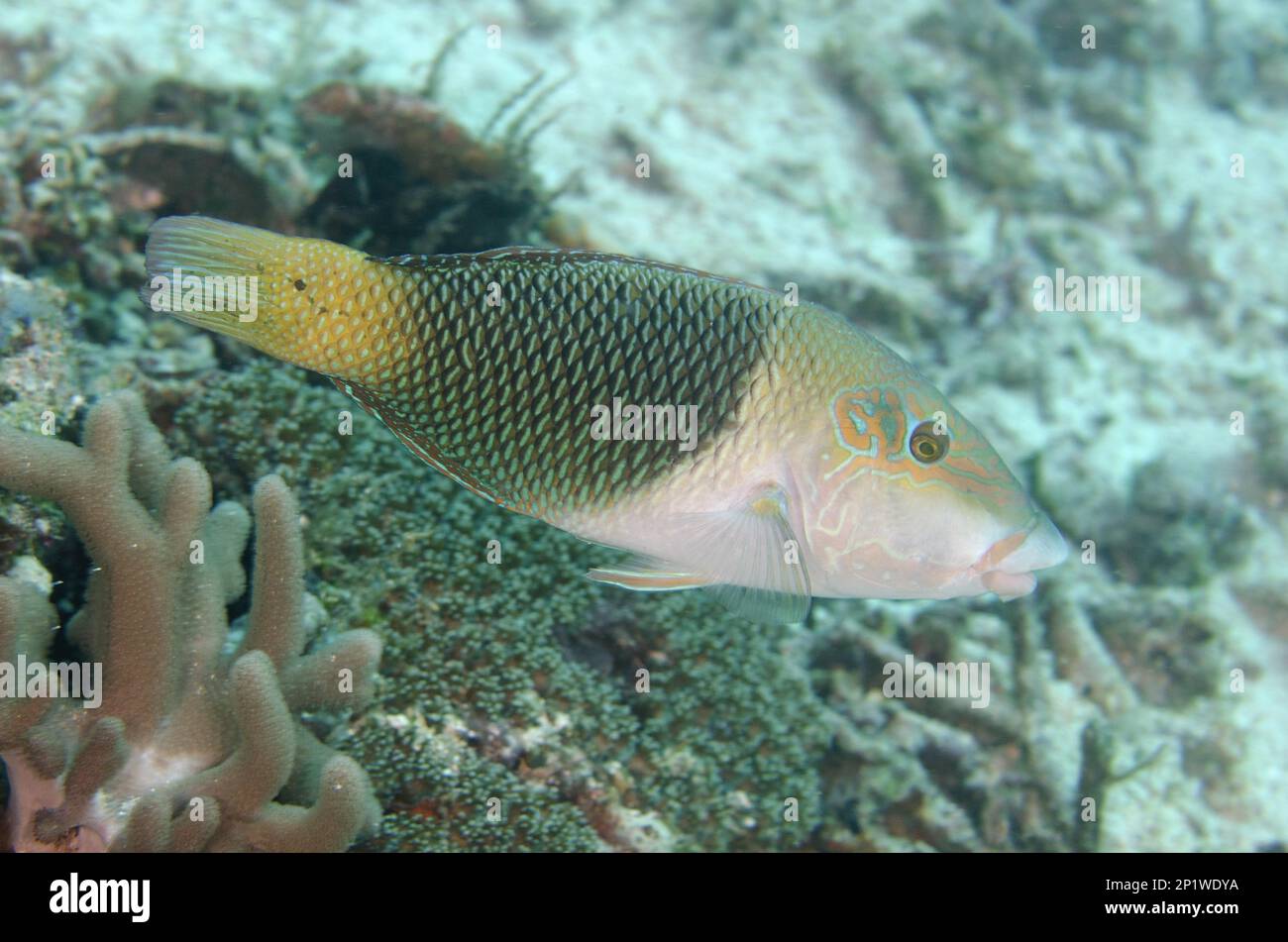 Brown Pearljunker, Brown Pearljunker, Other animals, Fish, Animals, geographic wrasse (Anampses geographicus), Geographic Wrasse male, Mangrove Ridge Stock Photo
