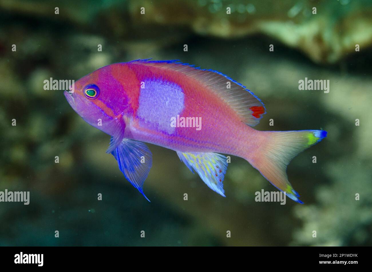 Flagfish, squarespot anthias (Pseudanthias pleurotaenia), Seabass, Other animals, Fish, Animals, Squarespot Anthias, male, Kalbur dive site Stock Photo