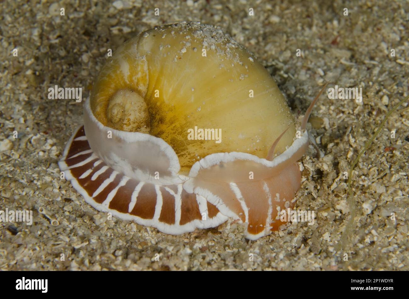 Oriental Moon Snail, Oriental moon snails (Naticidae), Other Animals, Sea Snails, Snails, Animals, Molluscs, Moon Shell Snail, on sand, night dive, A Stock Photo