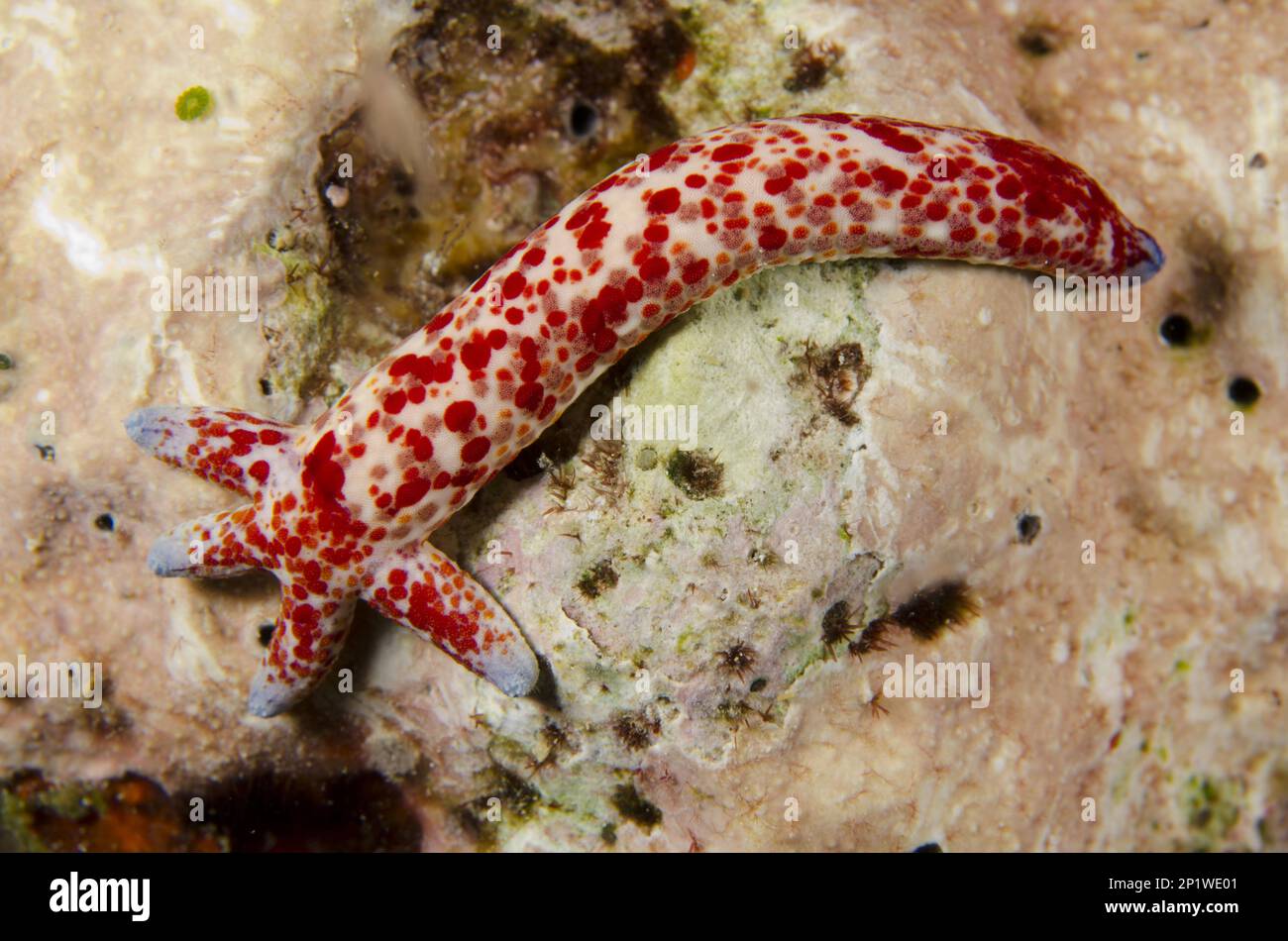 Linckia multiflora, multipore sea star (Linckia multifora), Holey Starfish, Other Animals, Echinoderms, Animals, Multipore Sea Star, regrowing from Stock Photo