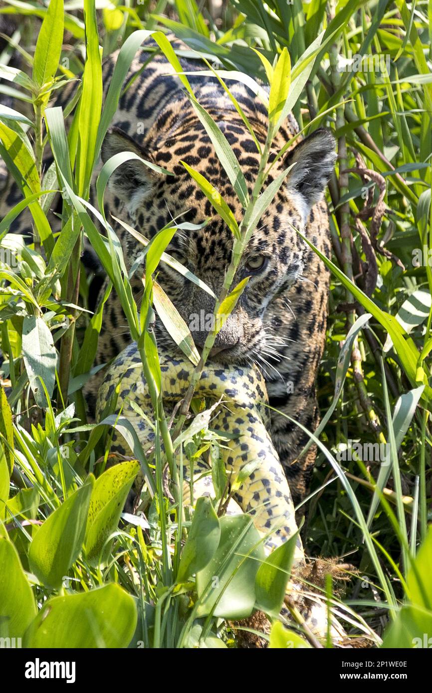 South american jaguar (Panthera onca palustris) adult, kills yellow