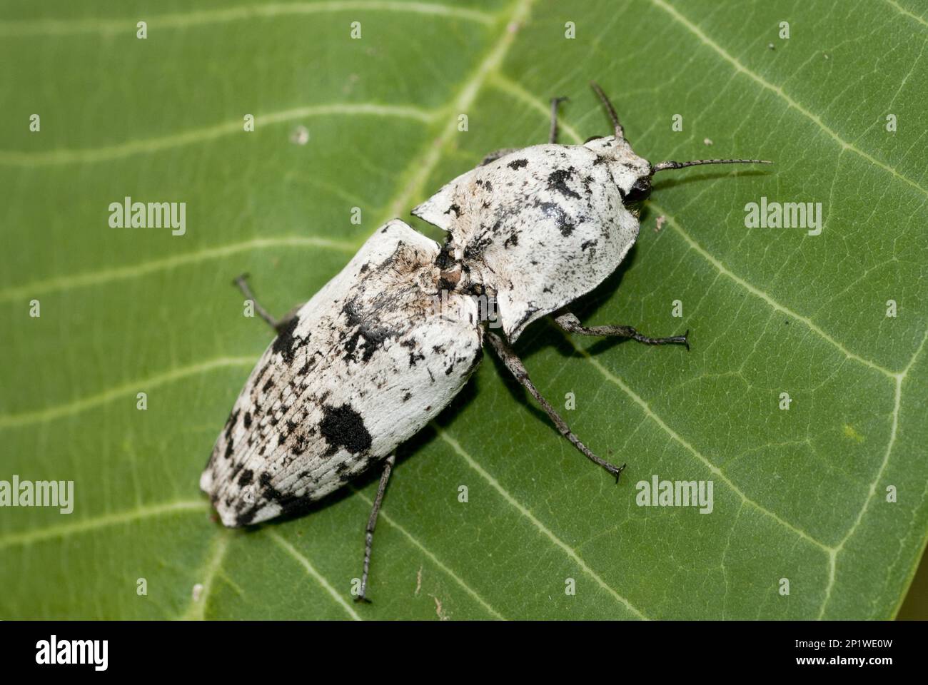 Click beetle (Cryptalaus lacteus) (family Elateridae), on leaf, Klungkung, Bali, Indonesia Stock Photo