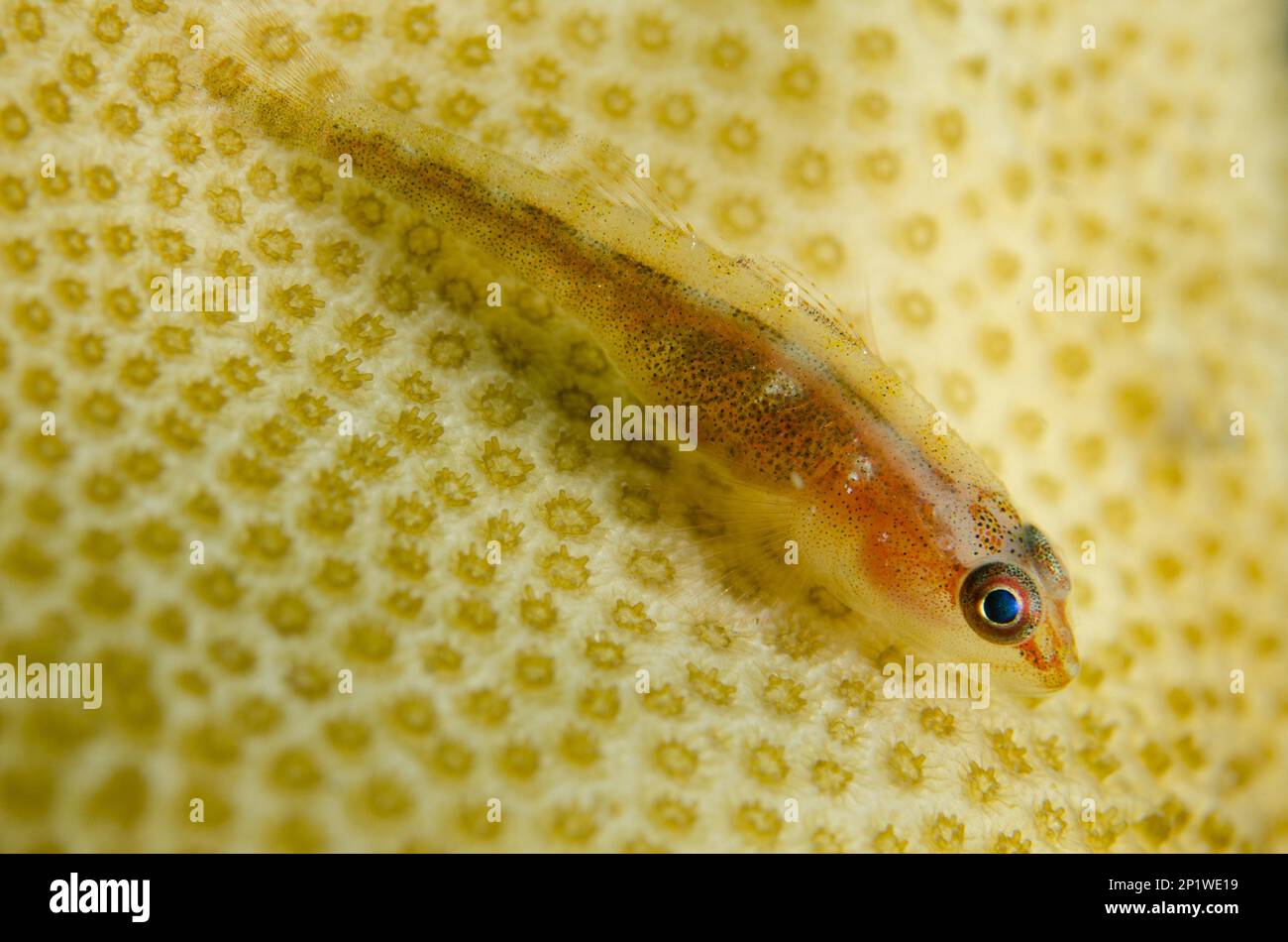 Toothy goby, Other animals, Fish, Animals, Gobies, Common Ghost Goby (Pleurosicya mossambica), on hard coral, Laha dive site, Ambon, Molluccas, Banda Stock Photo