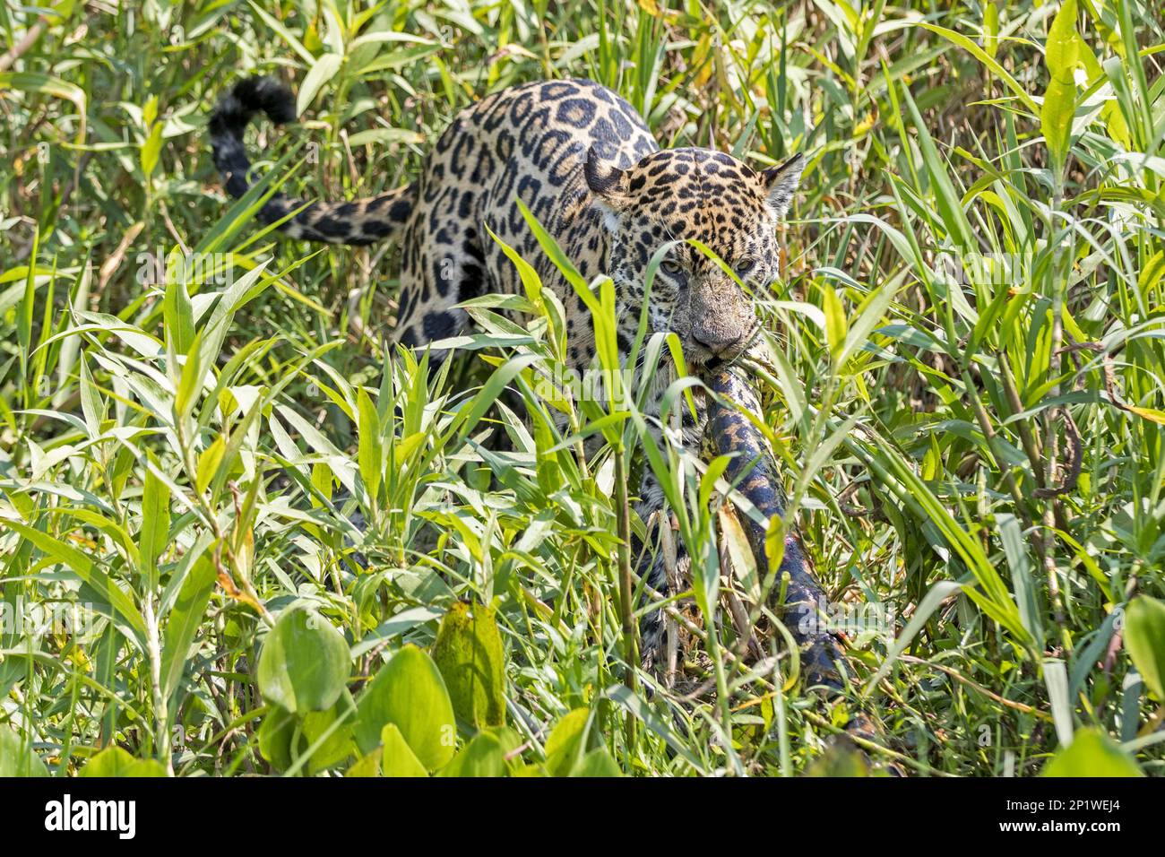 South american jaguar (Panthera onca palustris) adult, kills yellow