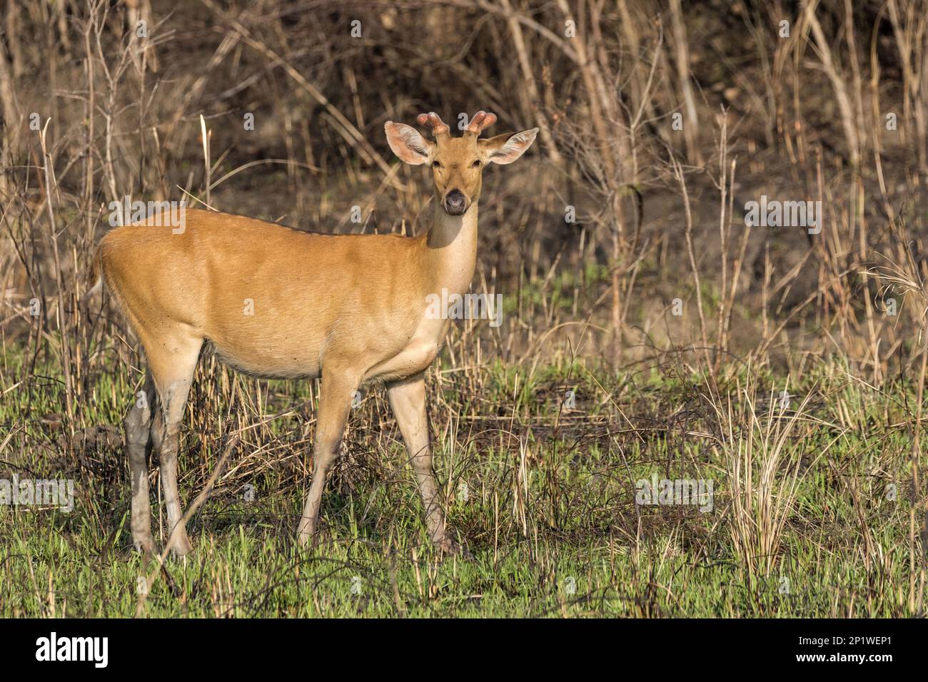 Eastern swamp deer (Rucervus duvauceli ranjitsinhi), male standing in