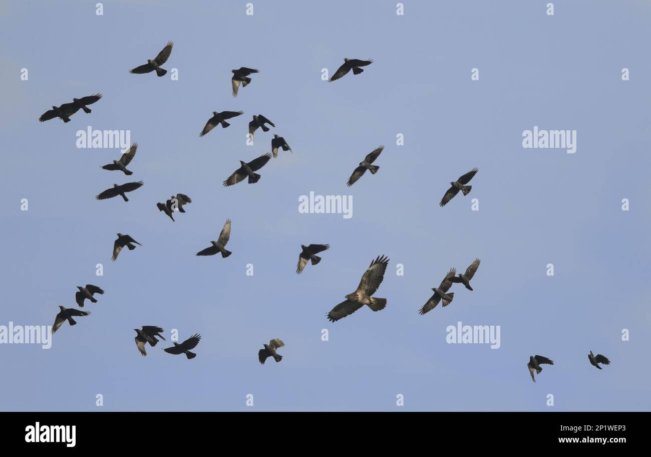Common Buzzard (Buteo buteo), mobbed by jackdaw flock in sky, Glocs