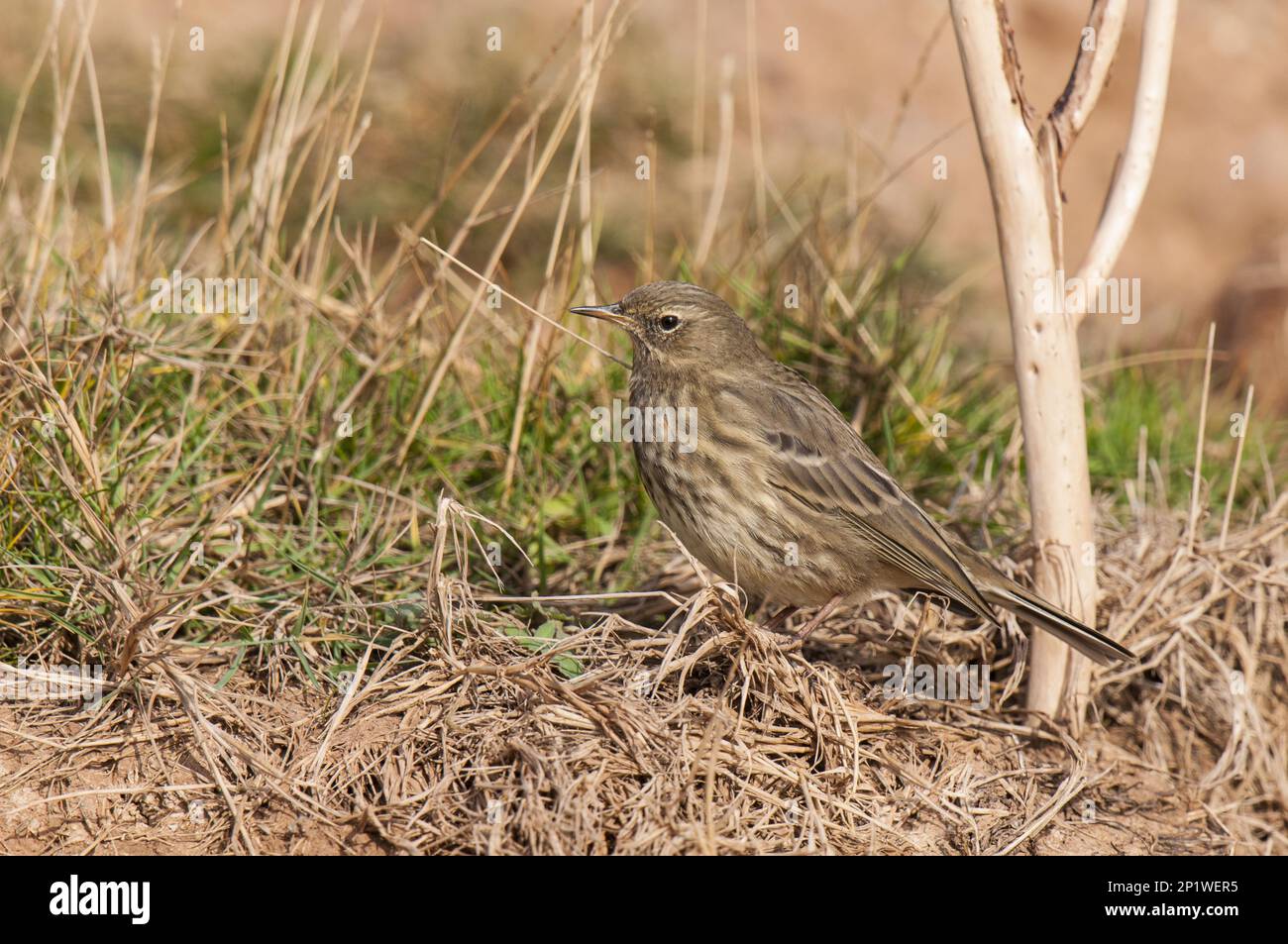 A meadow pipit (Anthus pratensis) adult perched on the grass on the end of Filey Brigg, Filey, North Yorkshire Stock Photo