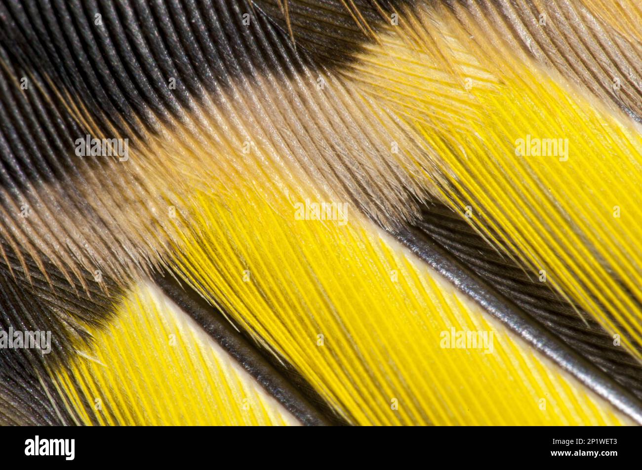 Close-up detail on the wing feathers of a juvenile goldfinch (Carduelis carduelis) in Thirsk, North Yorkshire Stock Photo