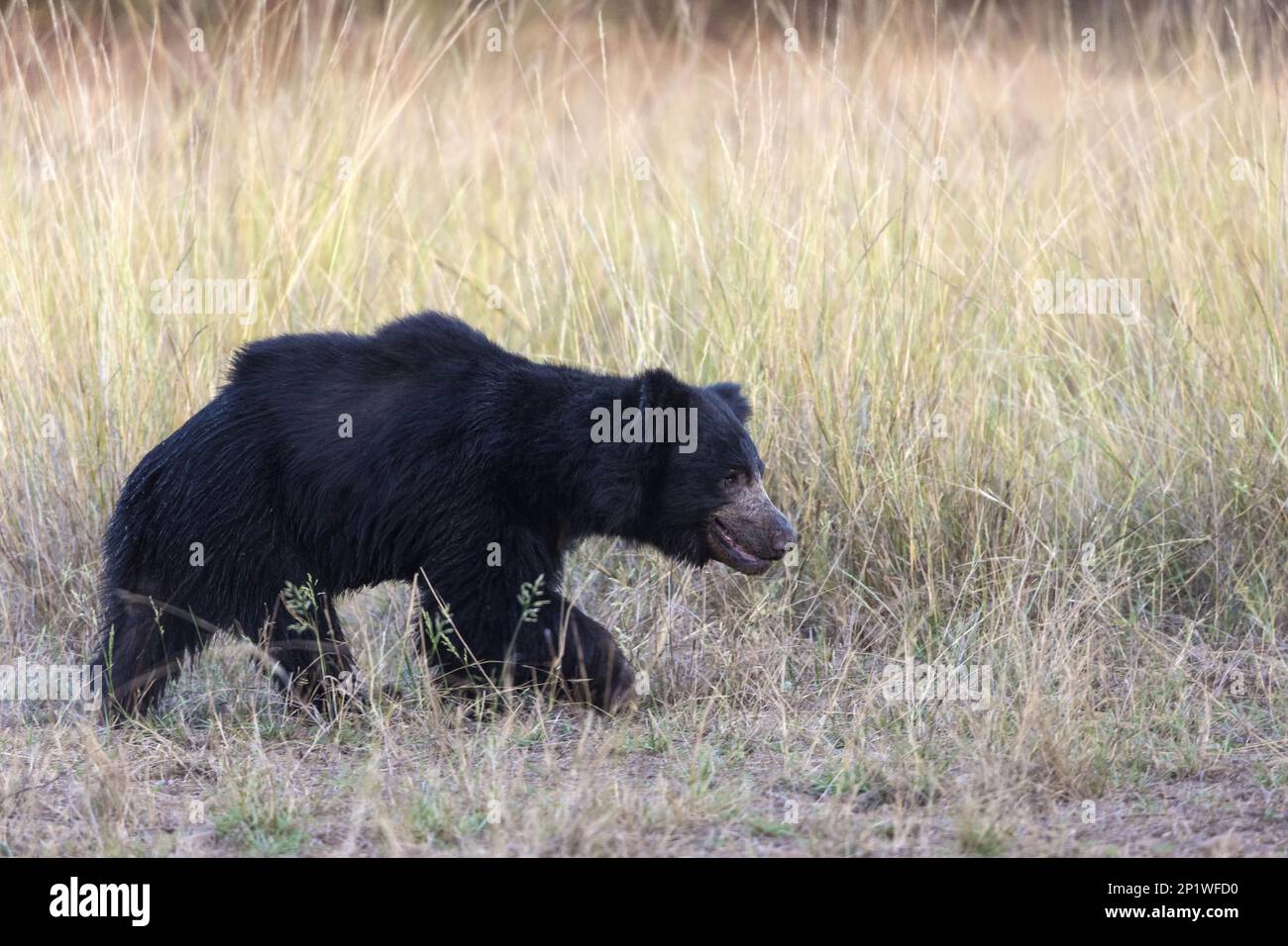 Ursus ursinus, sloth bear, sloth bears (Melursus ursinus), bears, predators, mammals, animals, Sloth bear, adult walking in high grass, Tadoba Stock Photo